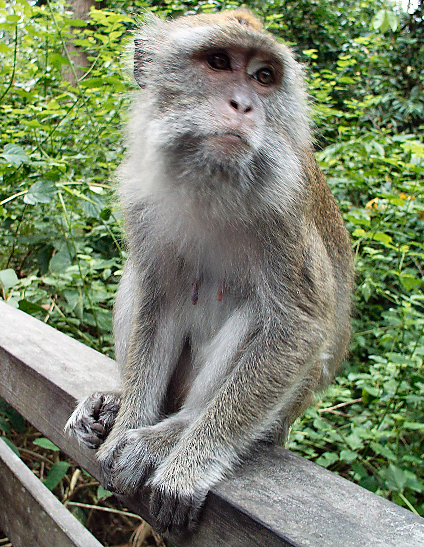 Macaque Monkey