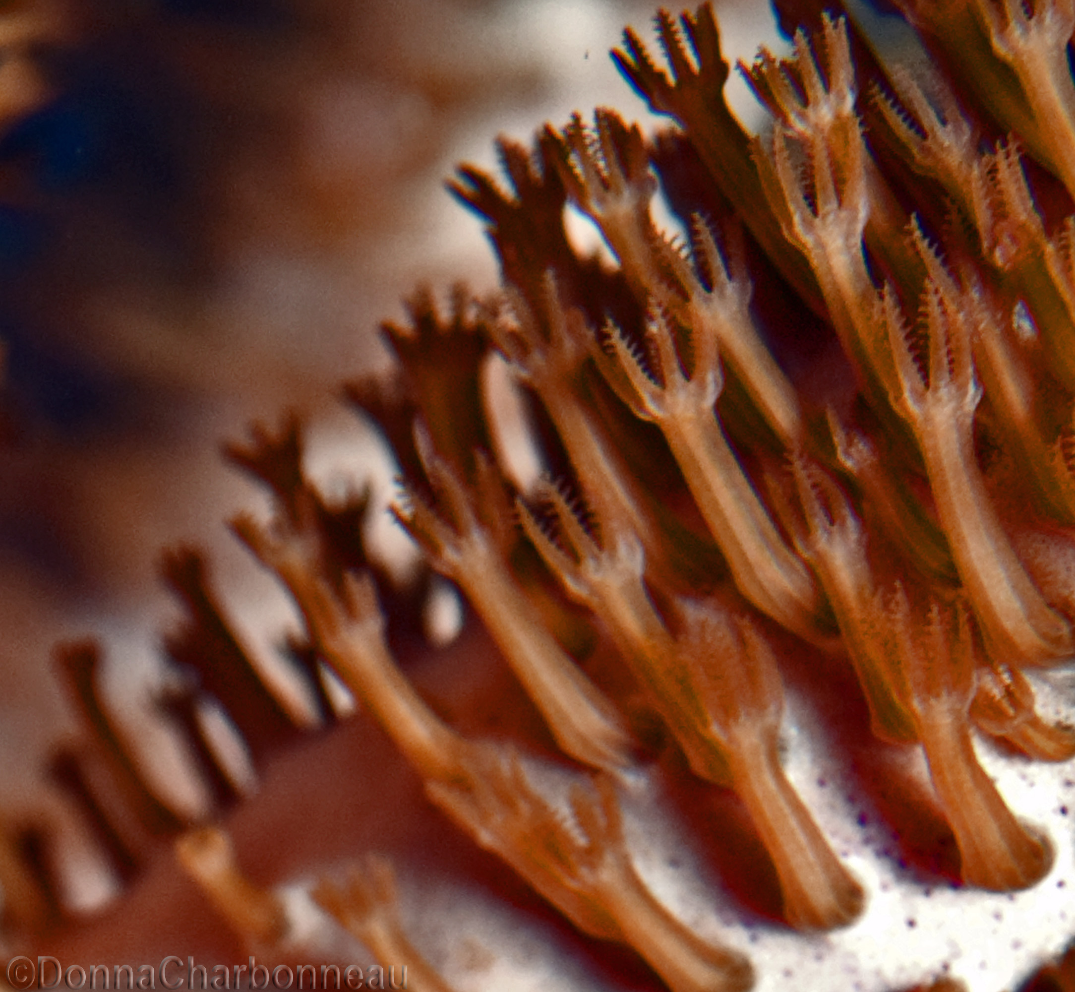 Macro coral polyps