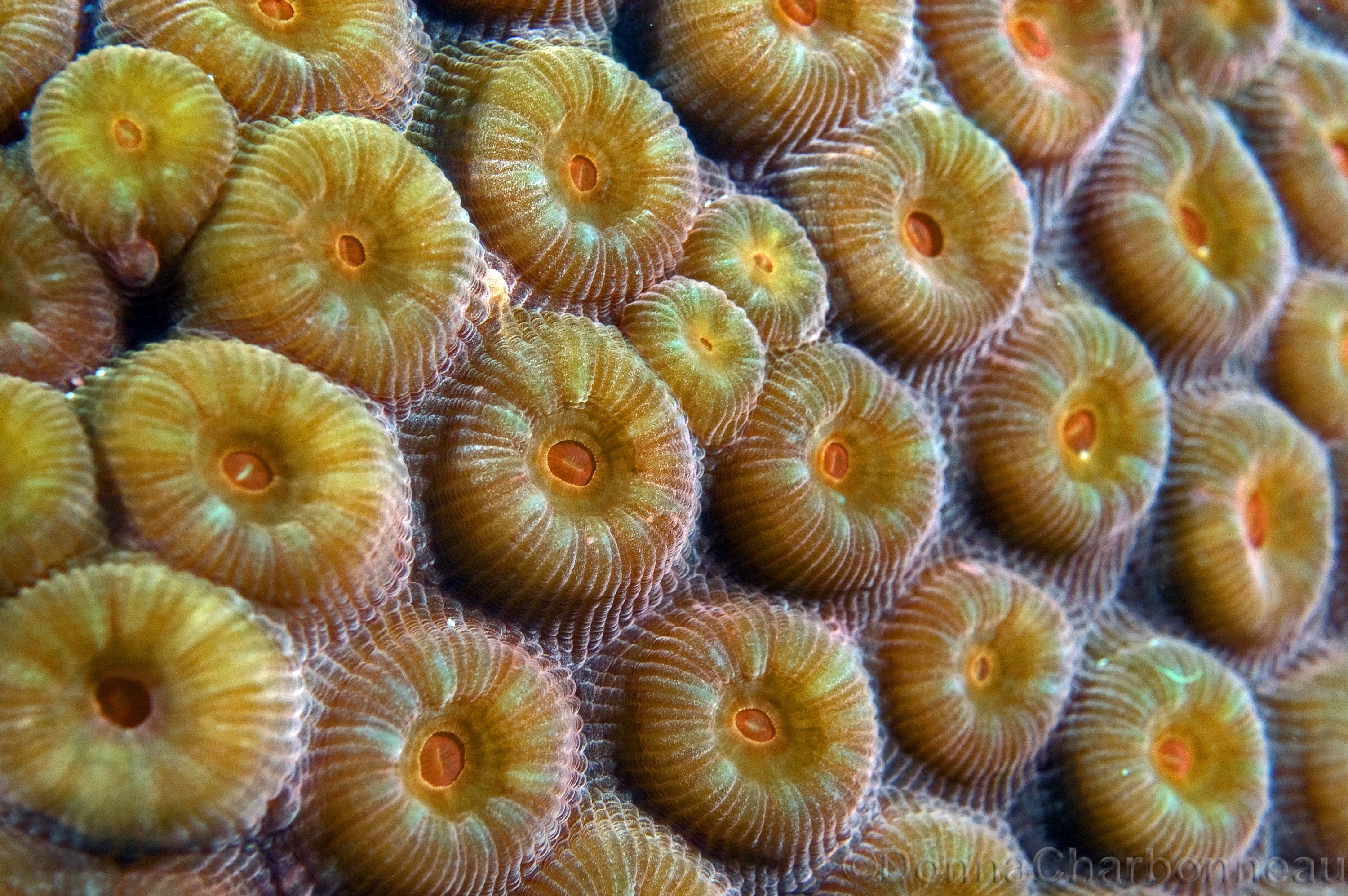 Macro coral polyps