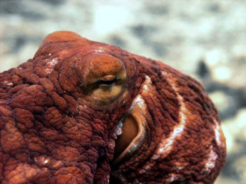 Macro Day Octopus