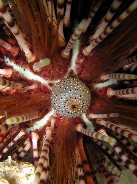 Macro of Sea Urchin at Night