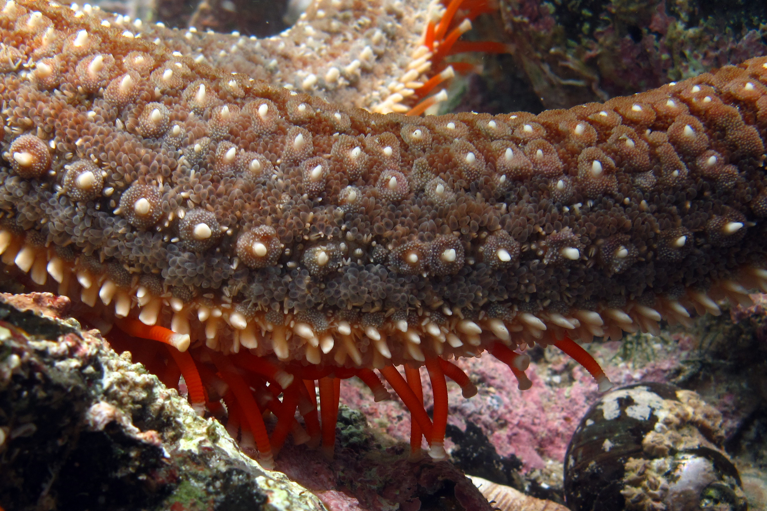 macro starfish