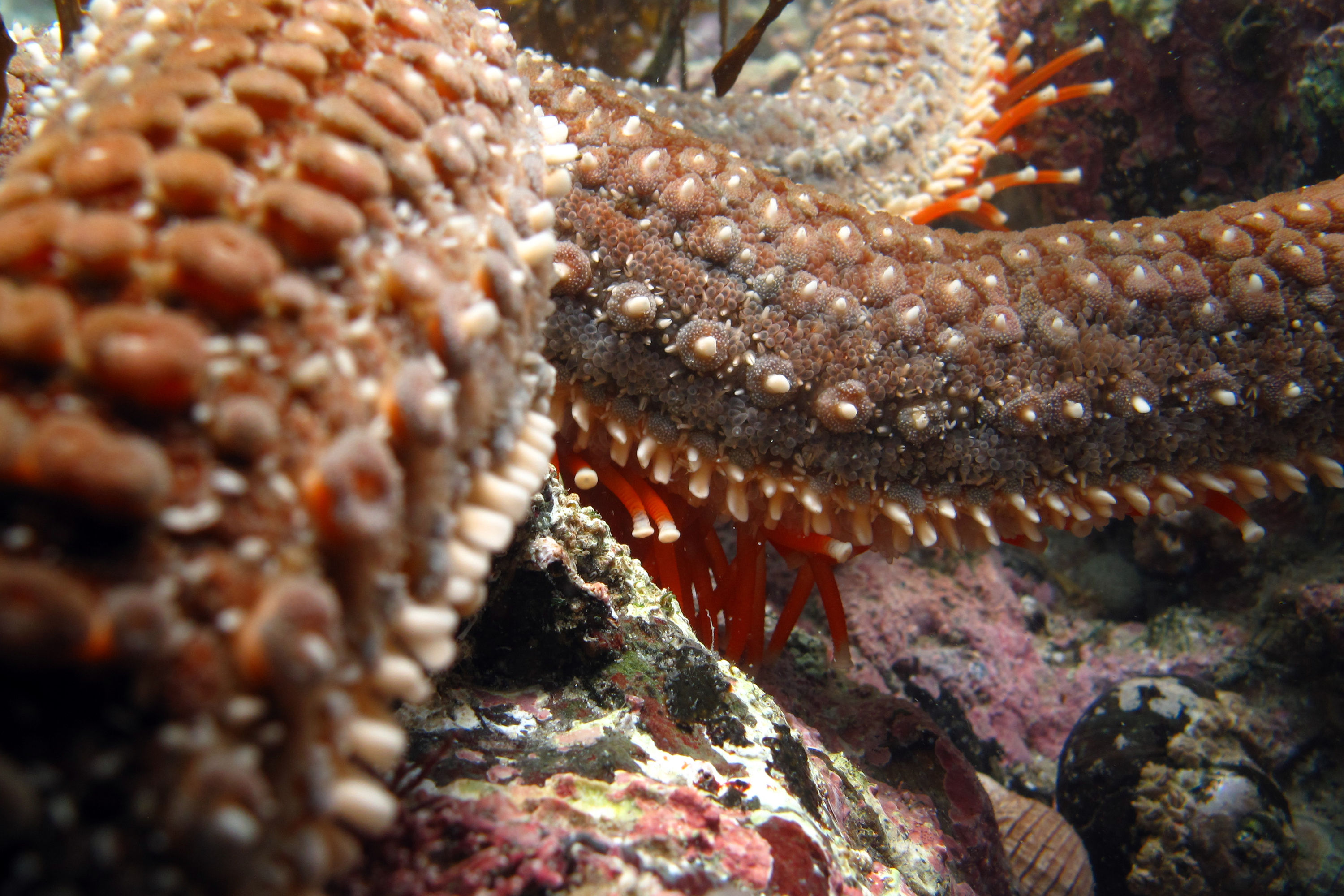 macro starfish