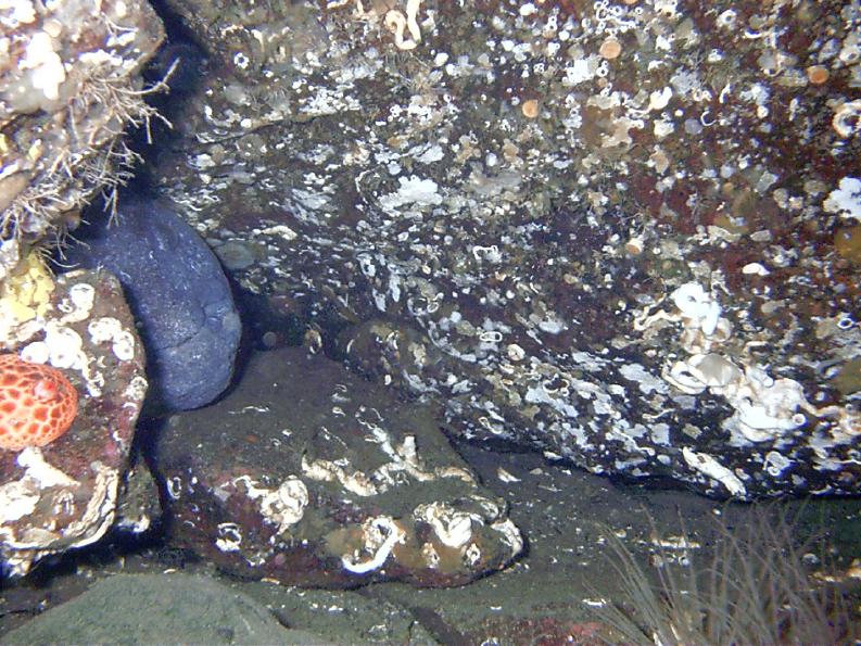 Madrona Point Wolf Eels