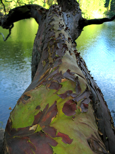 Madrone