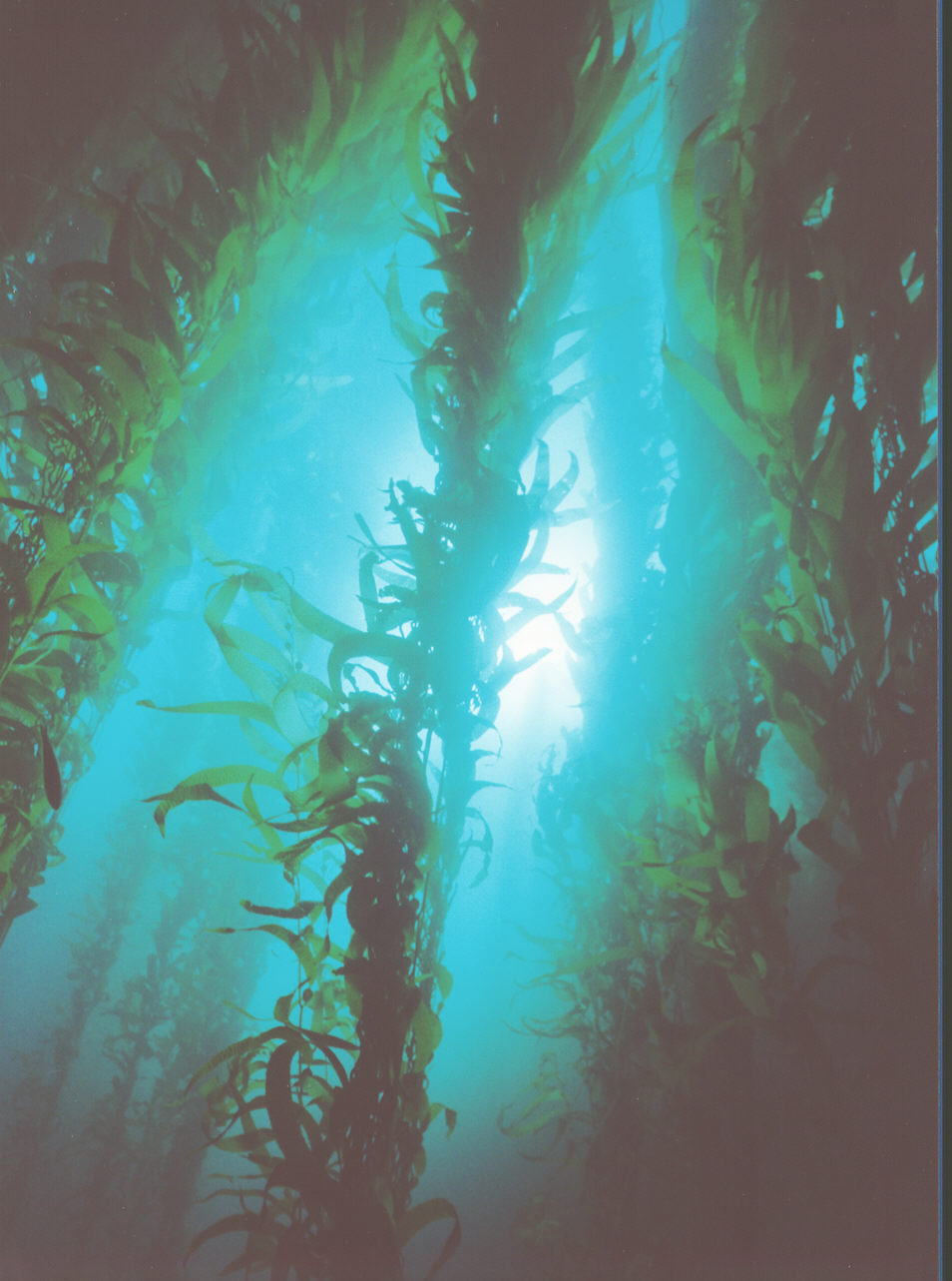Magical Man Eating Kelp Forest