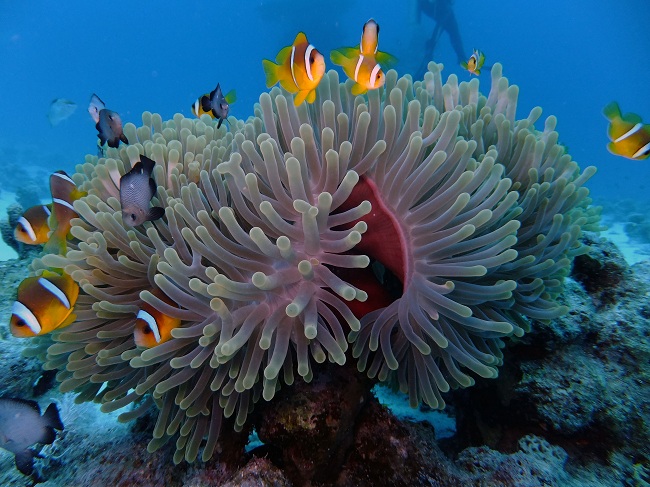 Magnificent Anemone