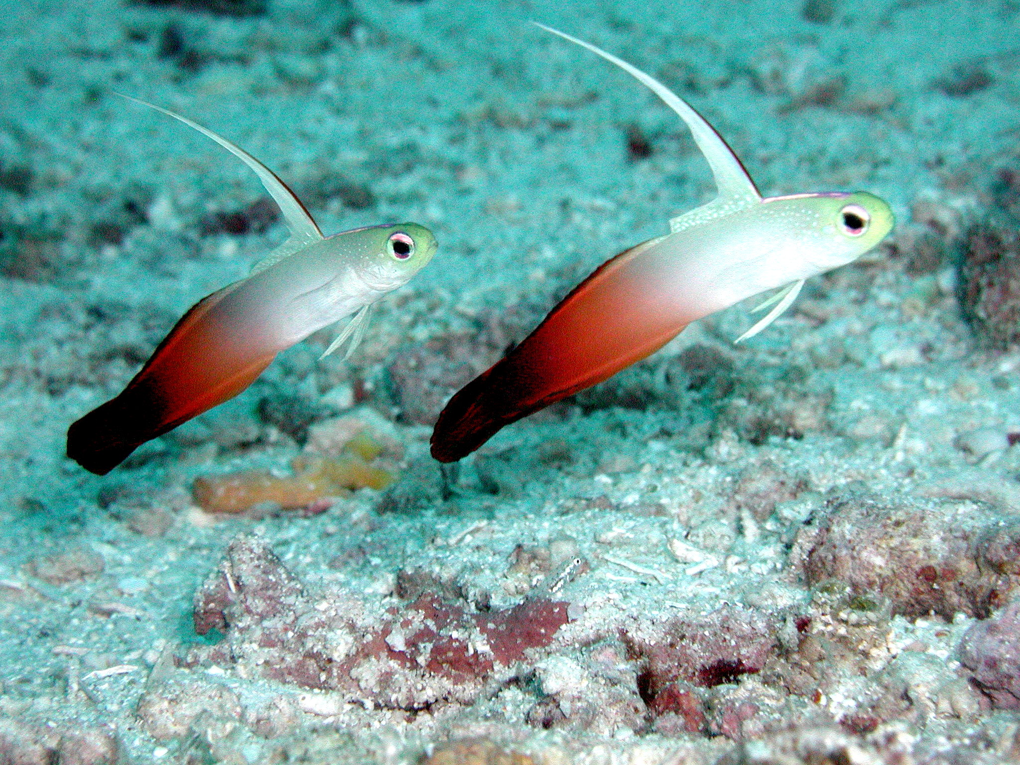 Magnificent Firefish