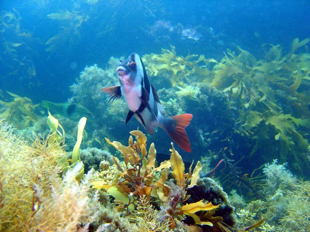 Magpie perch