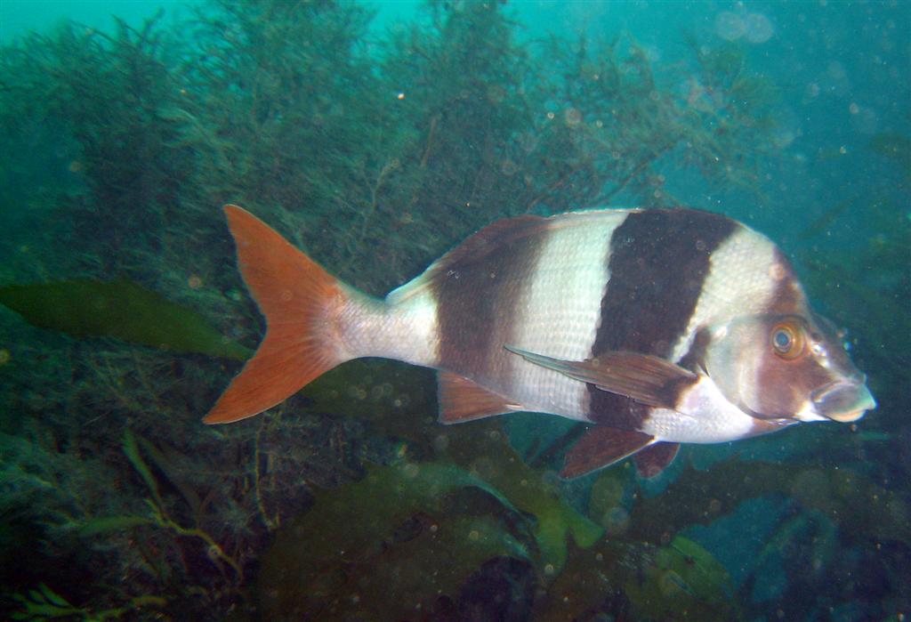 Magpie Perch