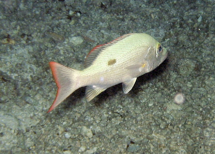 Mahogany Snapper