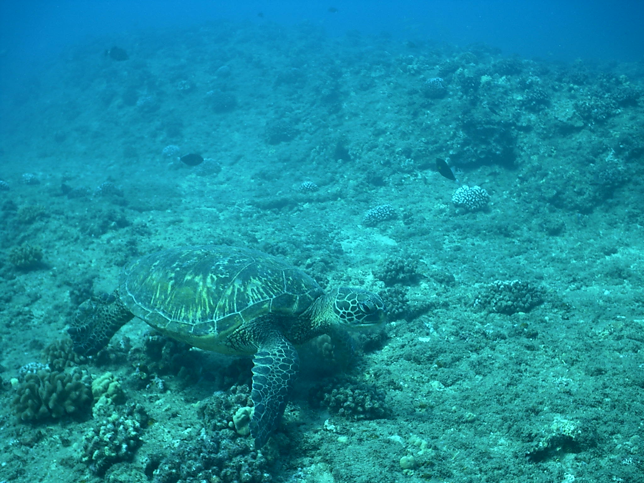 Makaha Caverns sea turtle