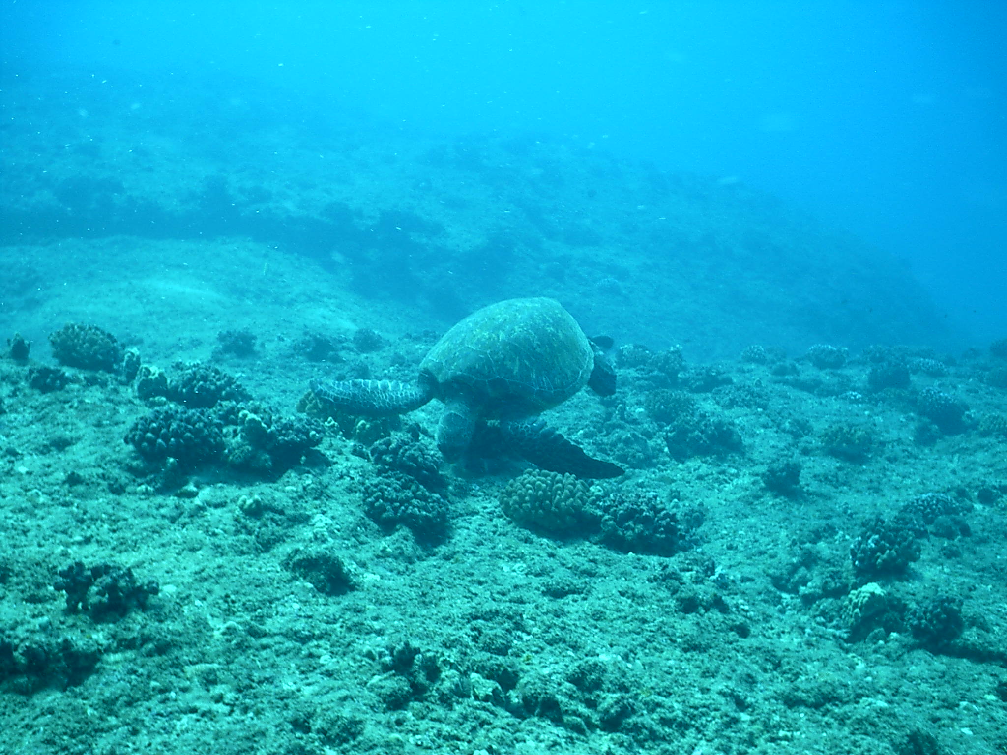 Makaha Caverns sea turtle