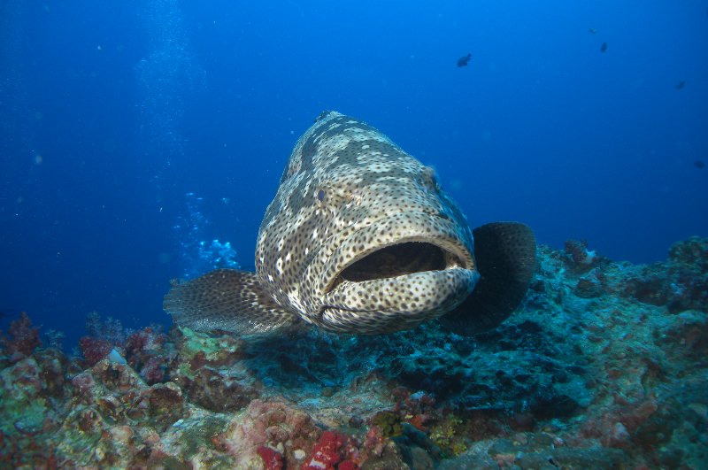 Malabar grouper