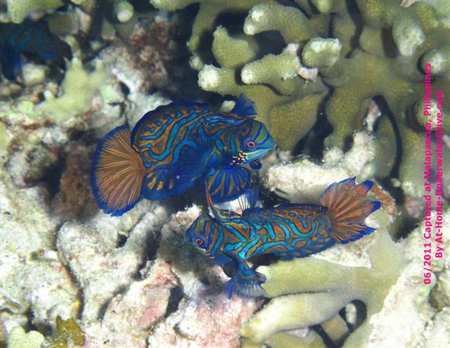 Malapascua June 2011