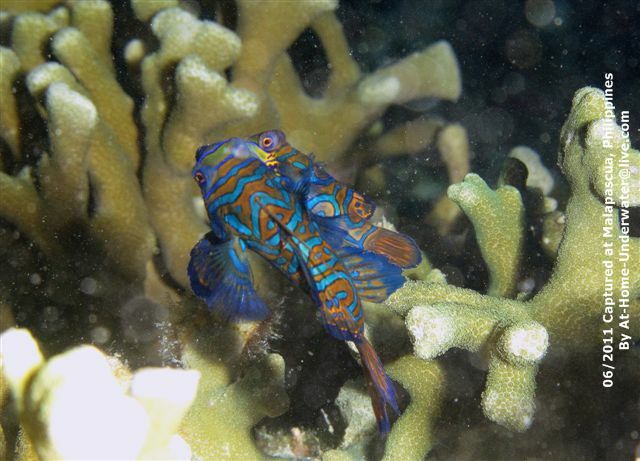 Malapascua June 2011