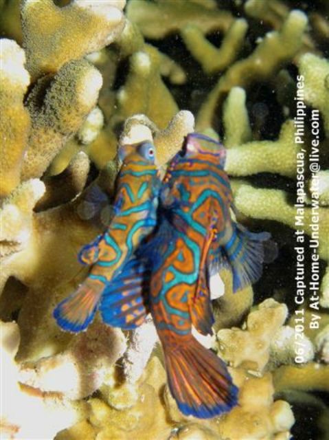 Malapascua June 2011