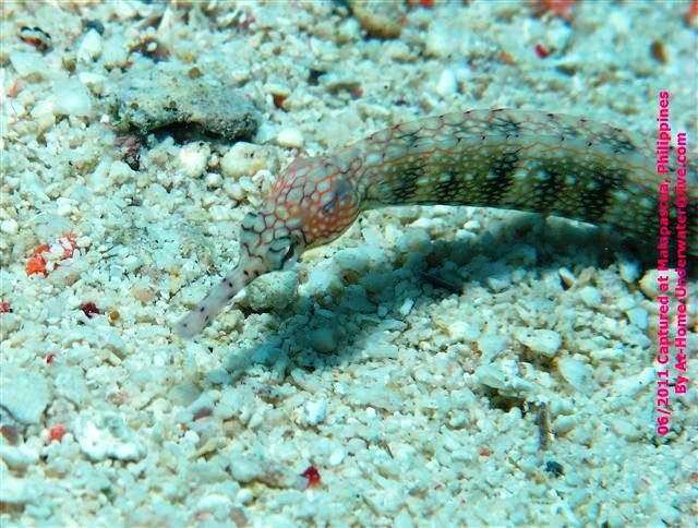 Malapascua June 2011