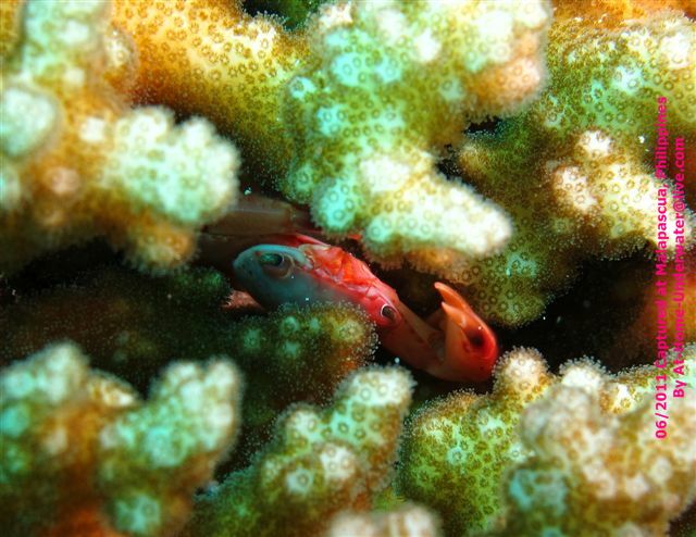Malapascua June 2011