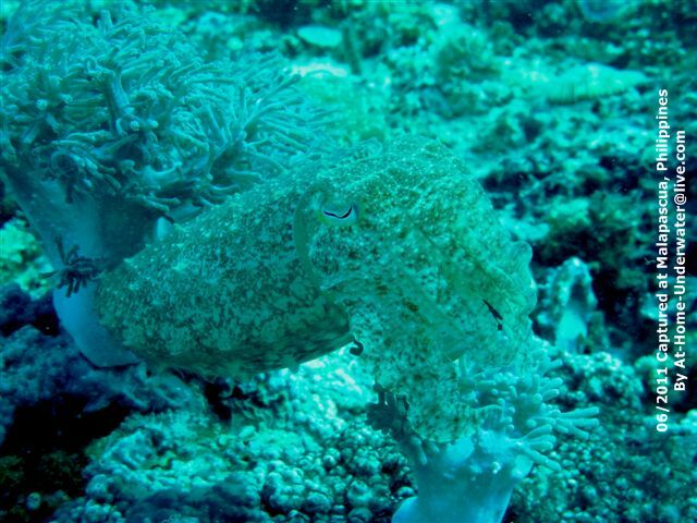 Malapascua June 2011