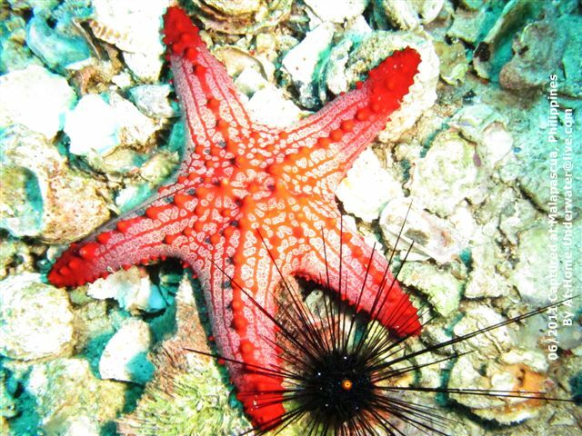 Malapascua June 2011