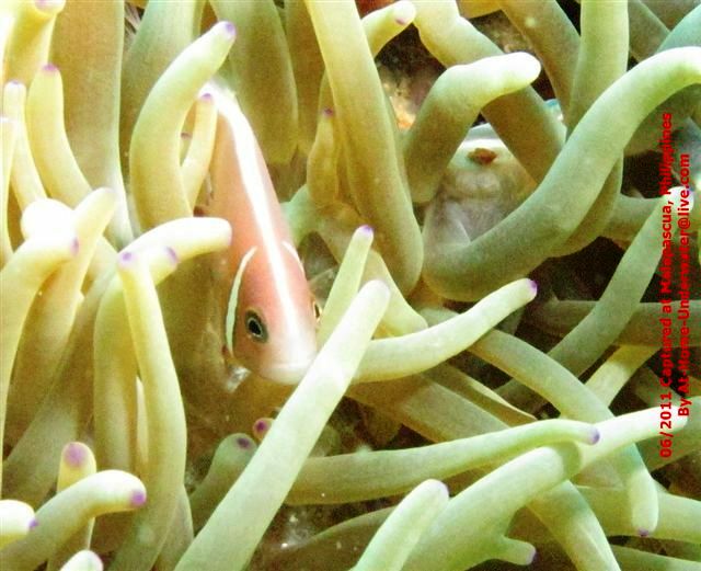 Malapascua June 2011