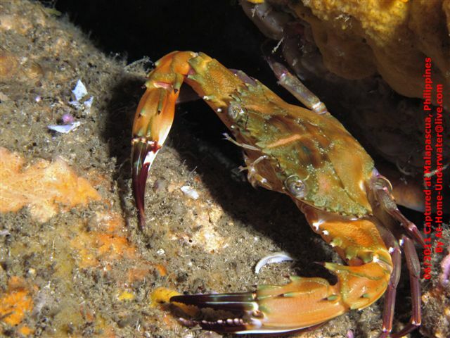 Malapascua June 2011