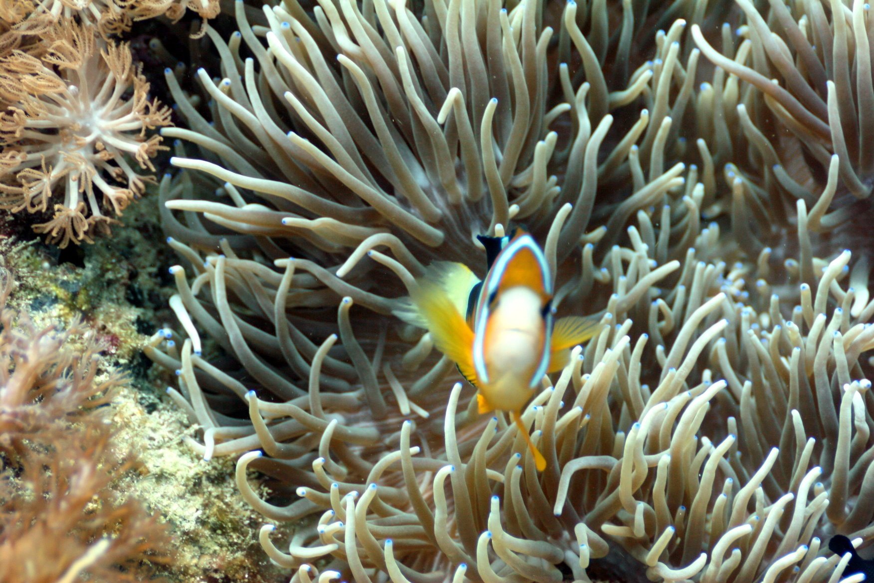 Malapascua - Philippines