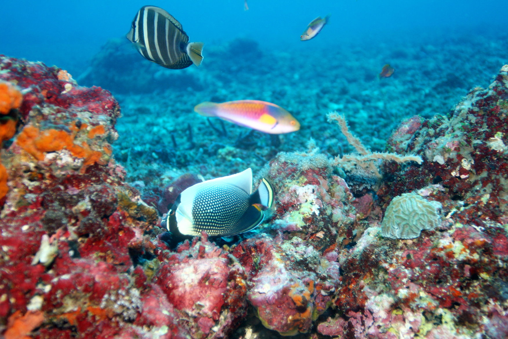 Malapascua - Philippines