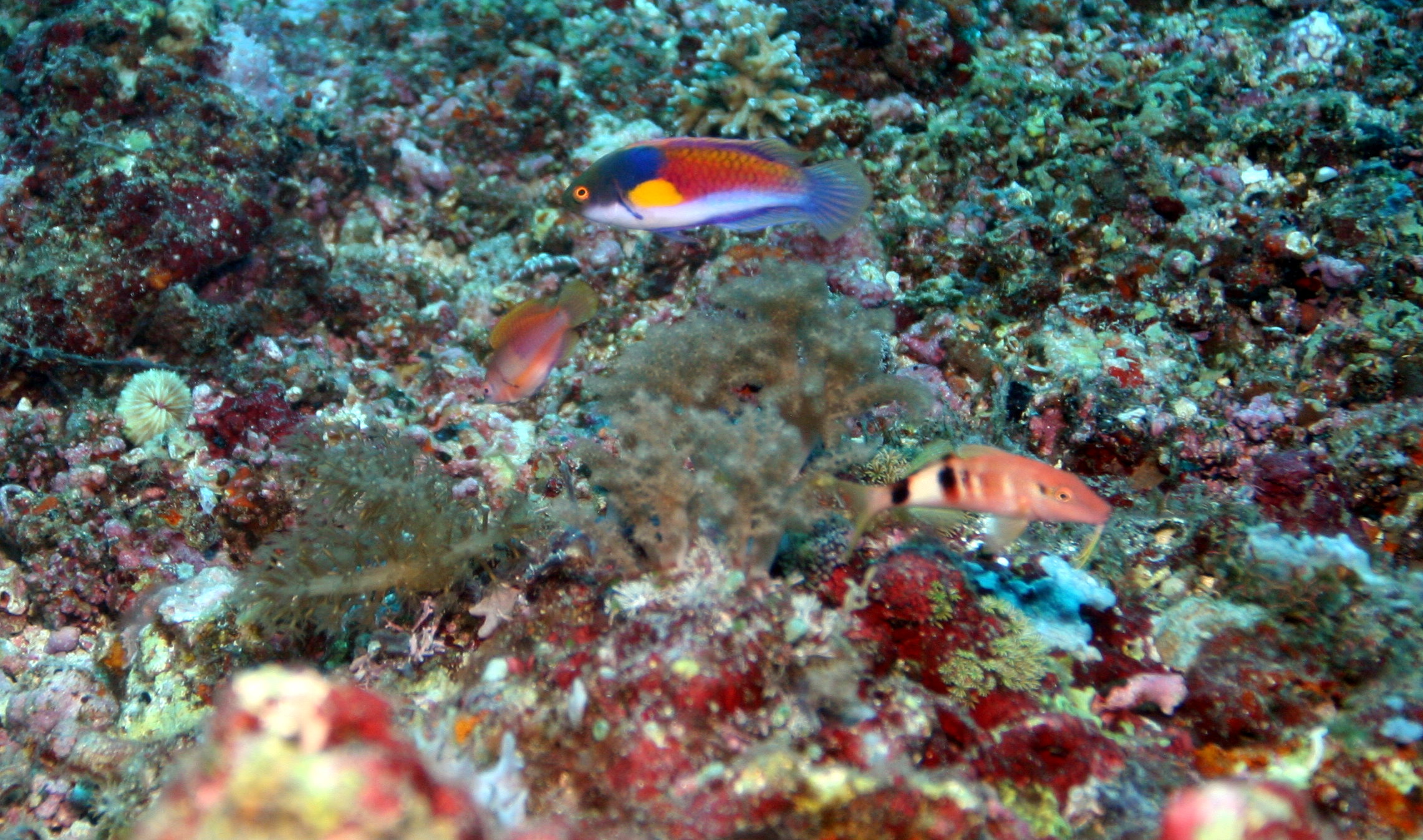 Malapascua - Philippines