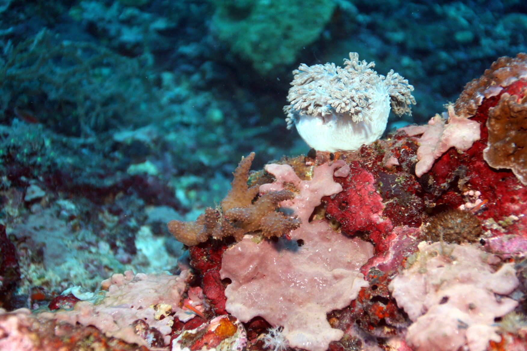 Malapascua - Philippines