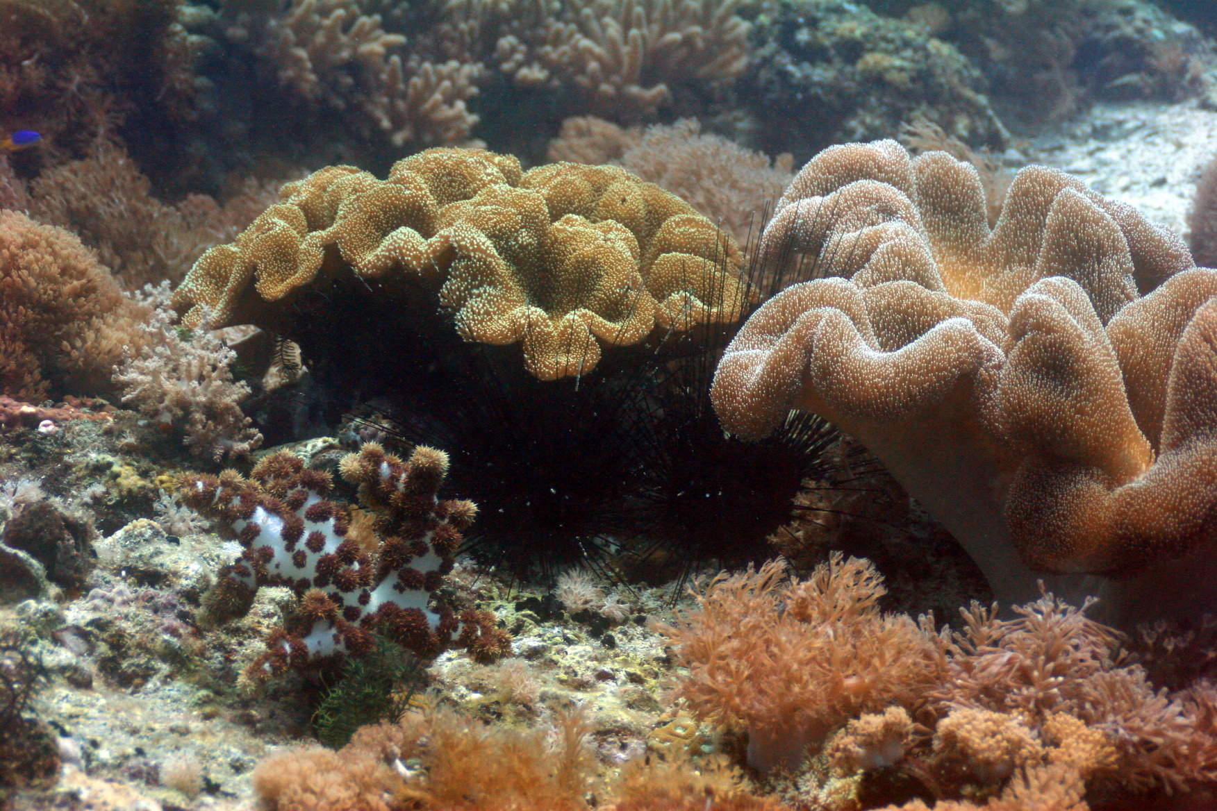 Malapascua - Philippines