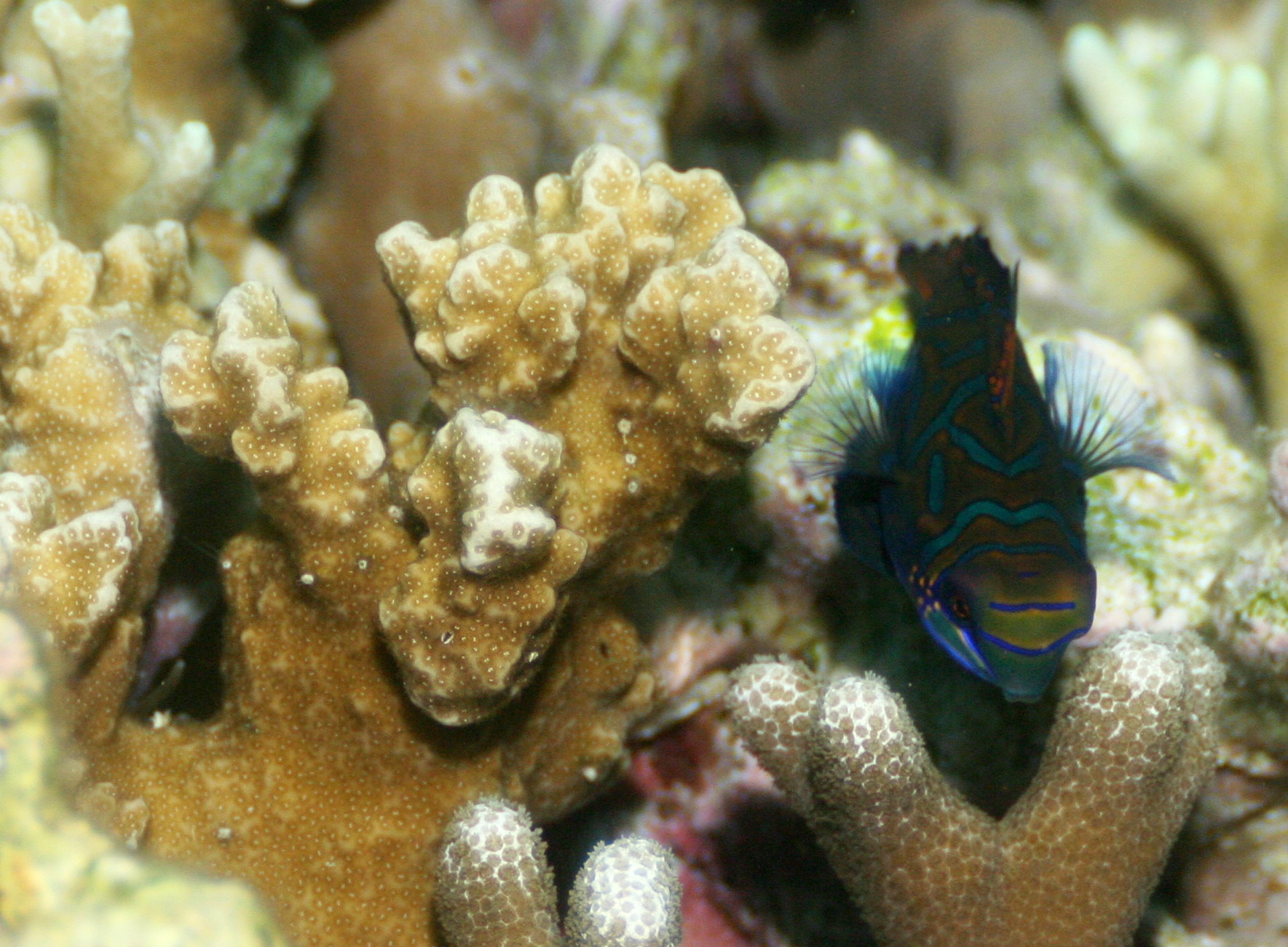 Malapascua - Philippines