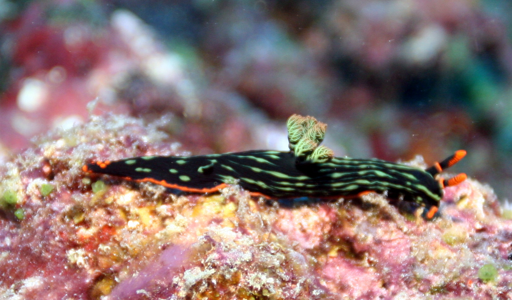 Malapascua Philippines