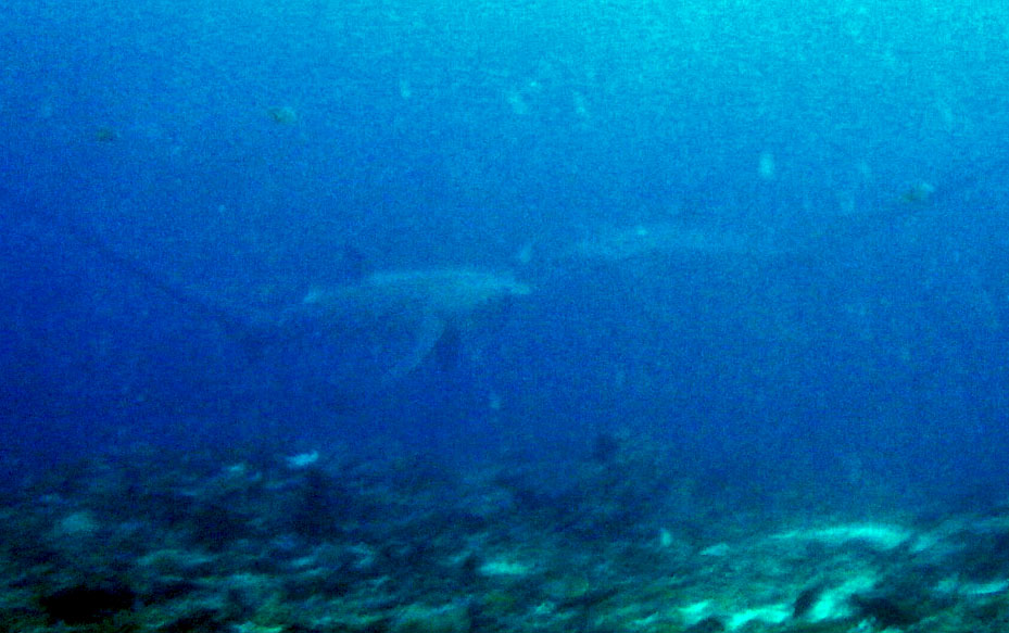 Malapascuan Thresher Sharks