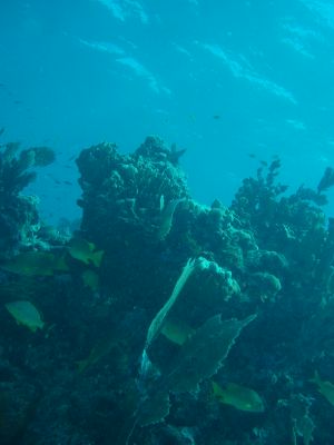 malasous reef in key largo