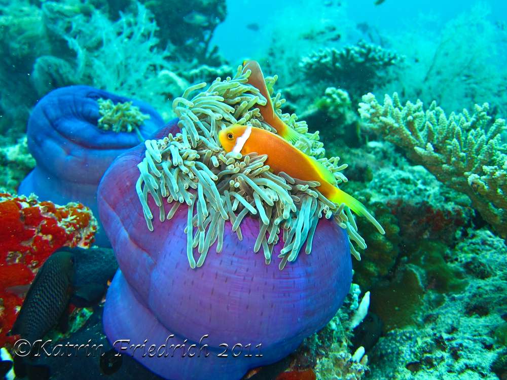 Maldives anemone fish