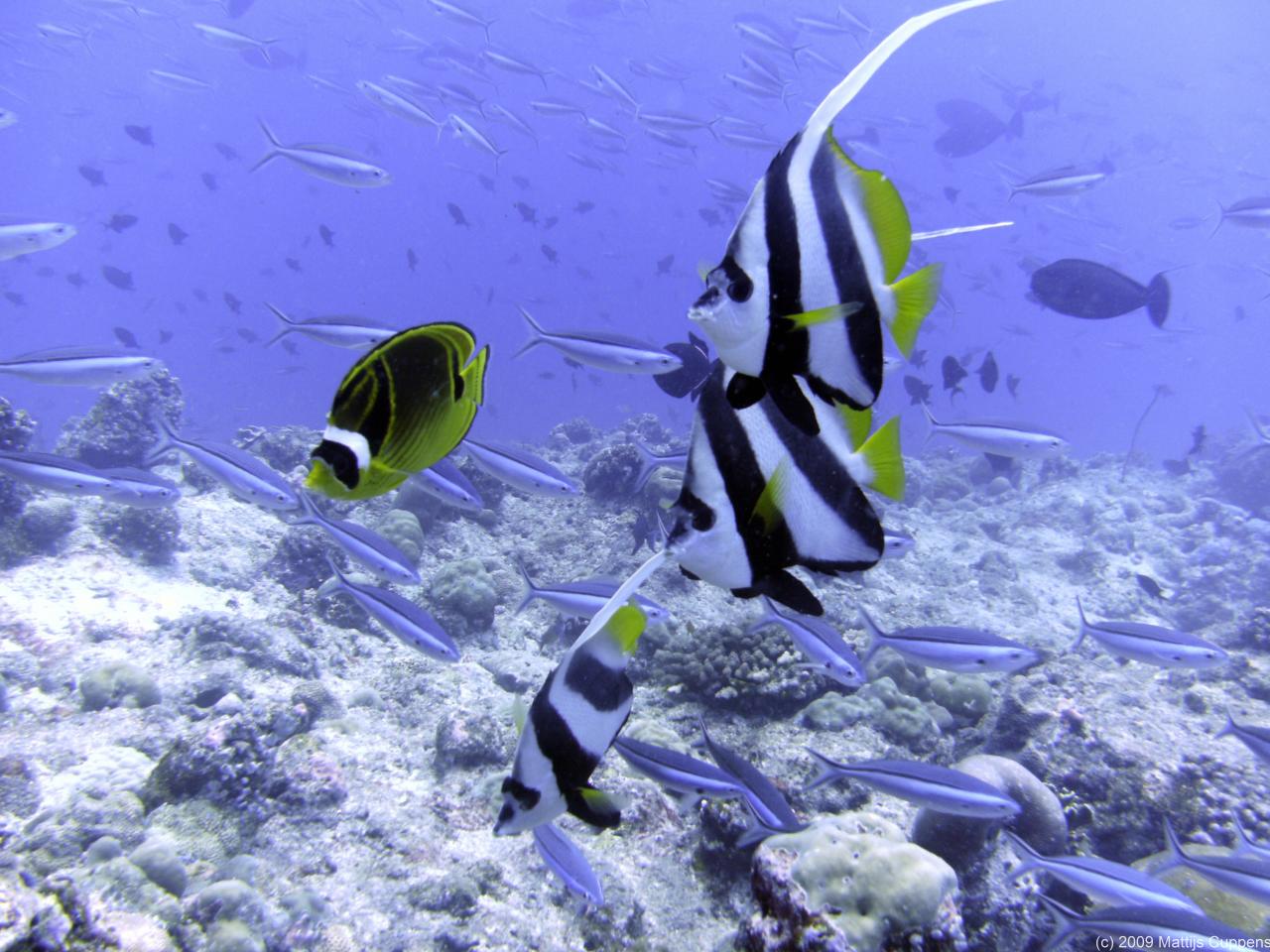 Maldives diving