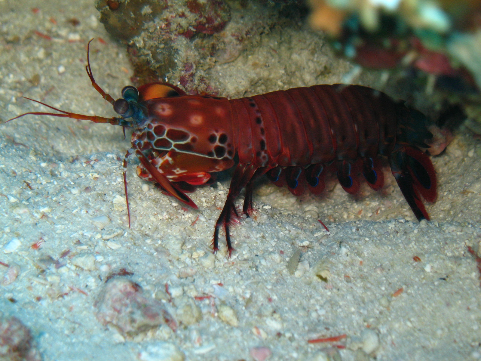 Maldives Diving
