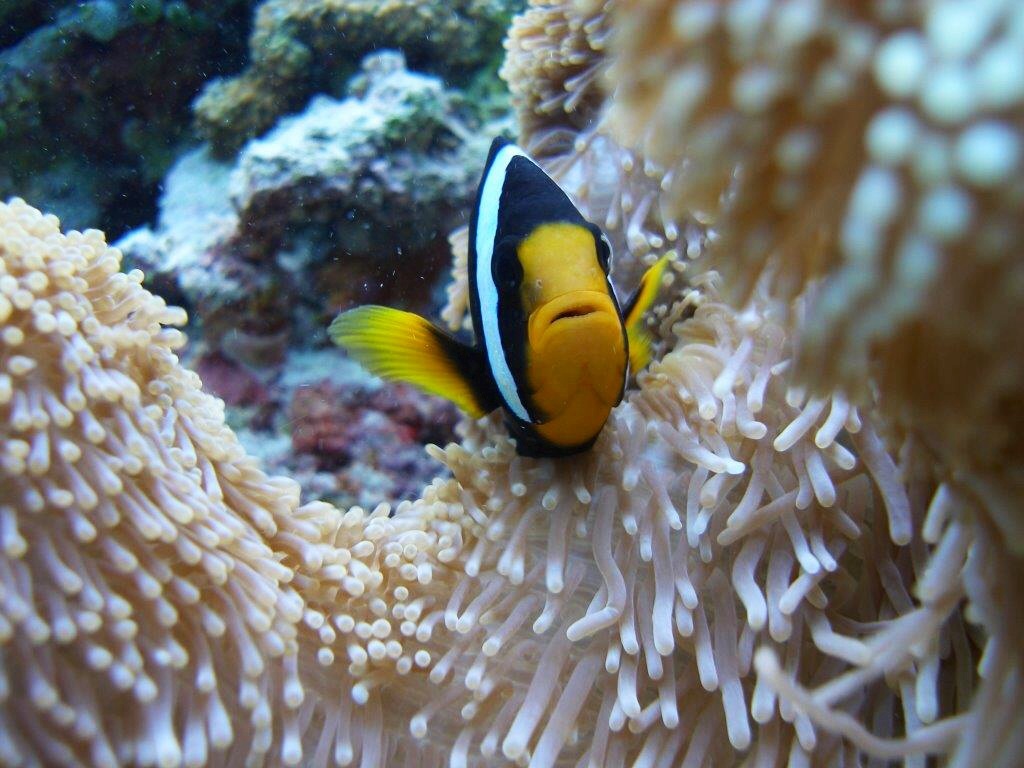 Maldives fishes