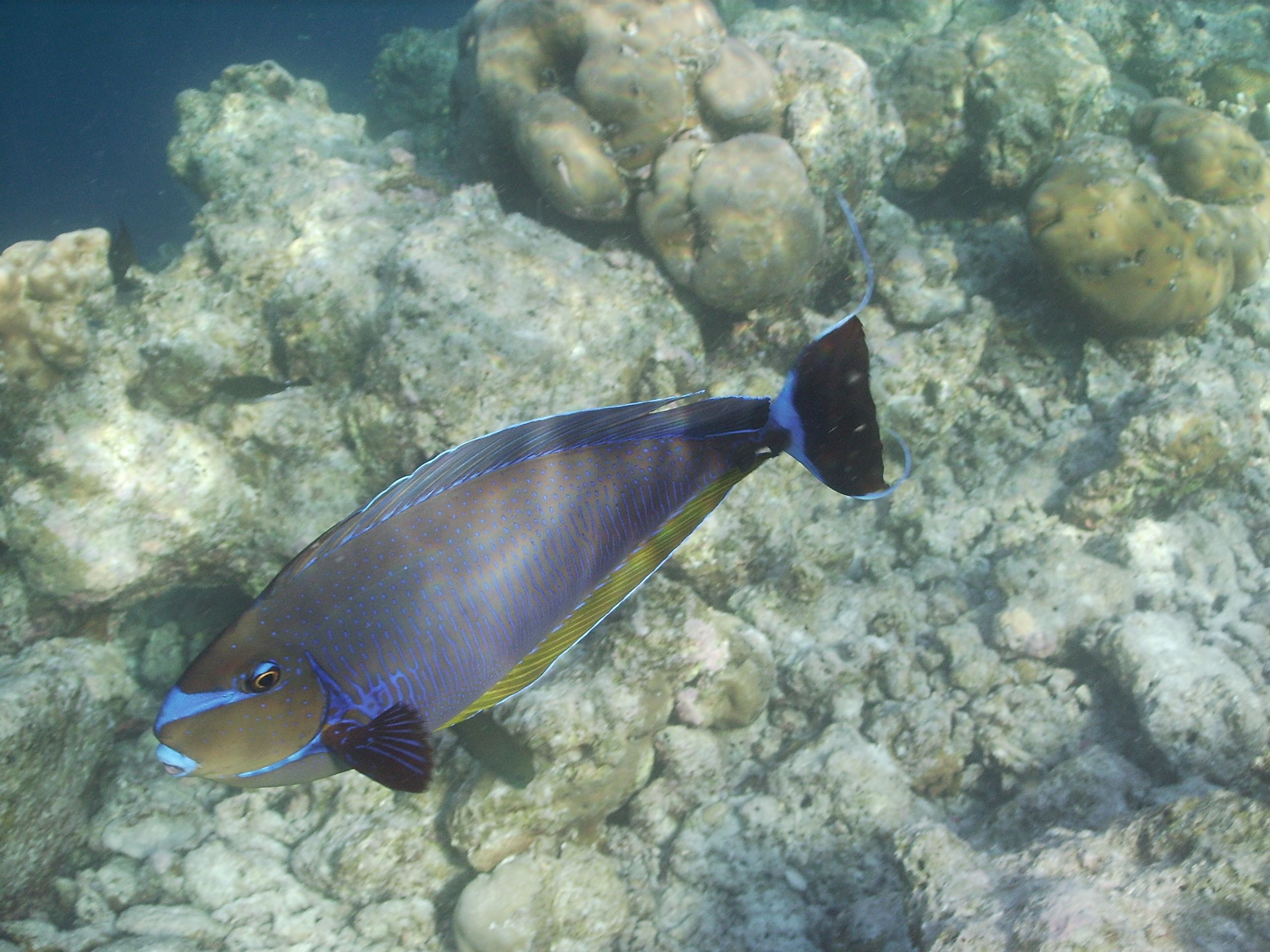 Maldives