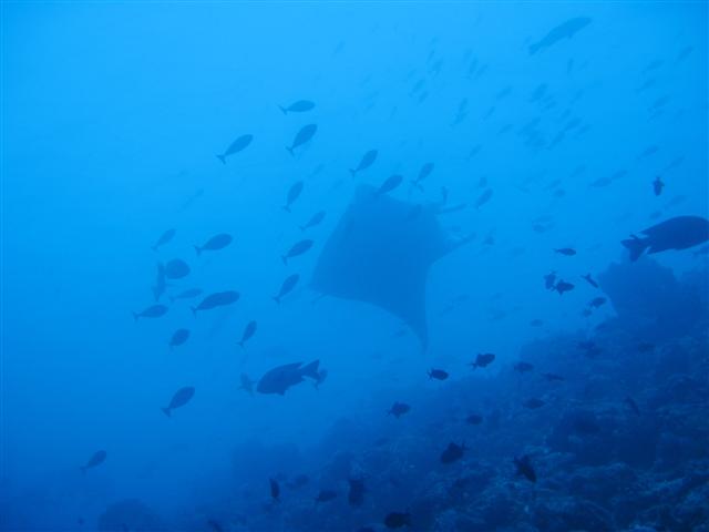 Maldives_2009_Liveaboard-25