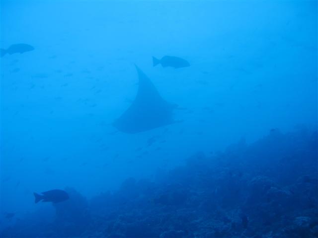 Maldives_2009_Liveaboard-26