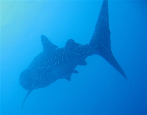 Maldives_2009_Liveaboard-29