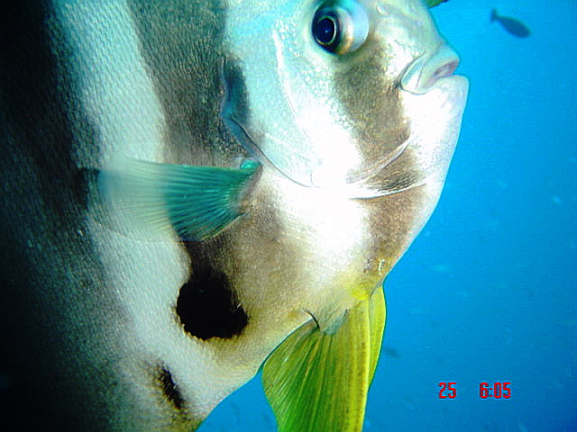 Maldives_Diving_17_09_07_100