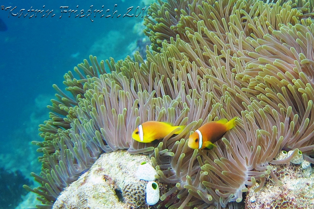 Maldivian Anemone fish