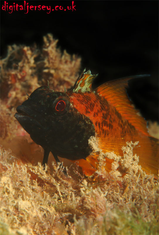 Male Black Faced Blenny