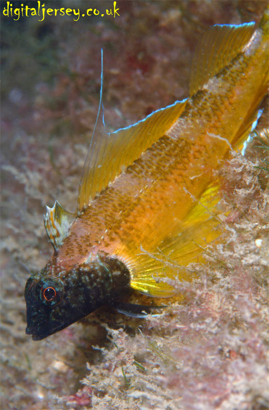 Male Black Faced Blenny