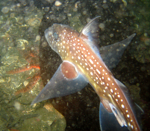 Male Chimaera