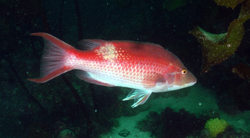 Male Pigfish